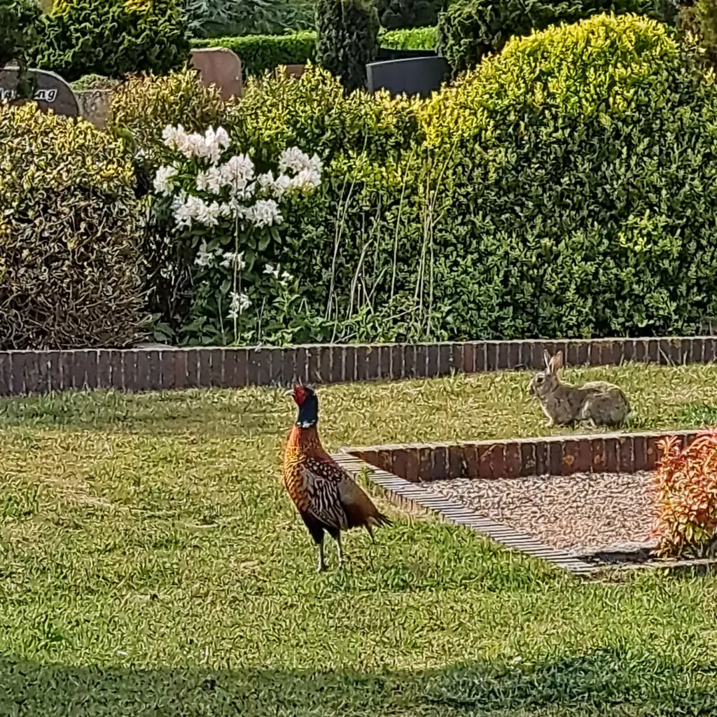 Fasan und Kaninchen nutzen die freie Fläche