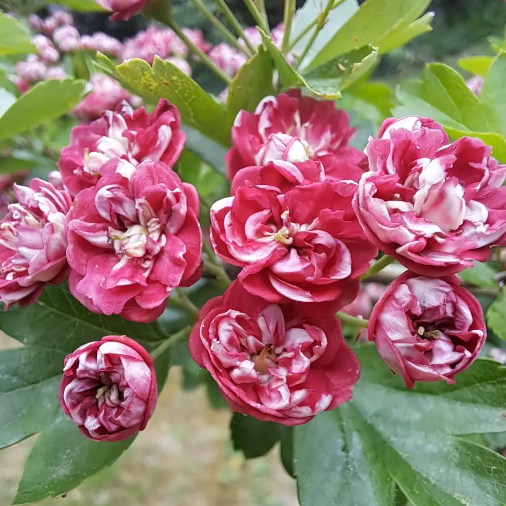 gefüllte Blüten der Sorte Sorte „Paul’s Scarlet“