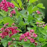 Rotdorn – unkomplizierter Blütenstar für den Garten Rotdorn in Einzelstellung
