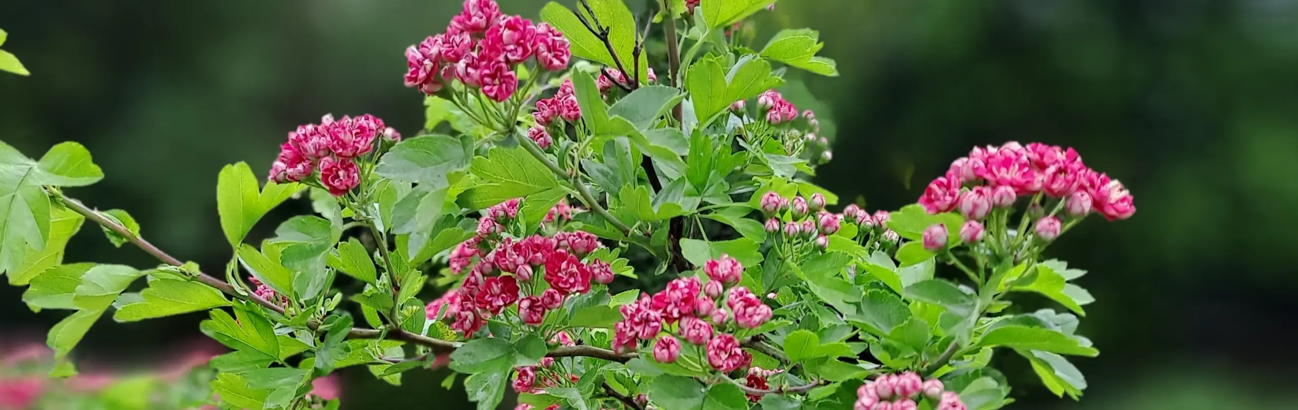 Rotdorn – unkomplizierte Blütenpflanze für den Garten