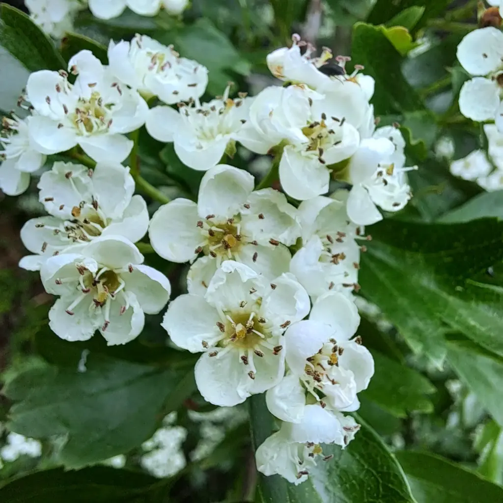 Weissdorn Blüten