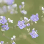 Meerlavendel (Limonium latifolium): Trockenheitsheld für schwierige Gartenstandorte Meerlavendel Blüten Makro