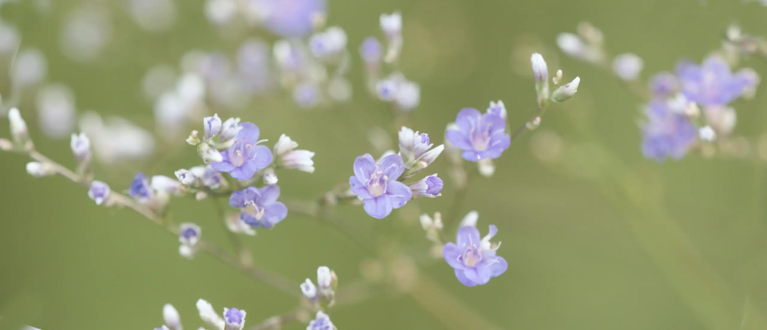 Meerlavendel Blüten Makro