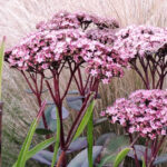 Fetthenne - Sedum telephium: Blütenpracht im Herbst Fette Henne in Kombination mit Ponytailgras