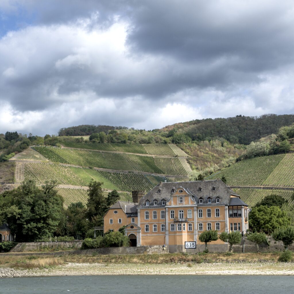 Blick von der Fähre auf das Ufer und die Weinberge